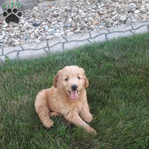 Beauty, Mini Goldendoodle Puppy